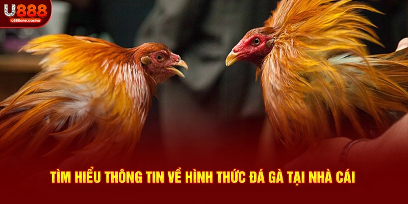 Tìm hiểu thông tin về hình thức giải trí hot hit tại nhà cái